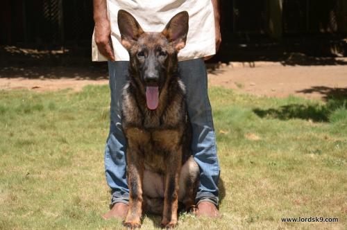 Lords K9 Leela German Shepherd