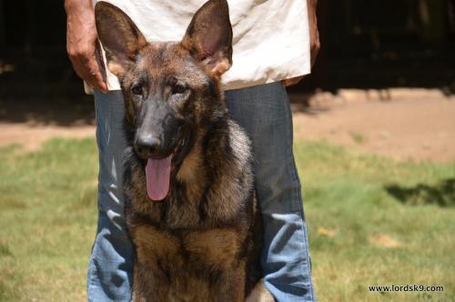 Lords K9 Leela German Shepherd