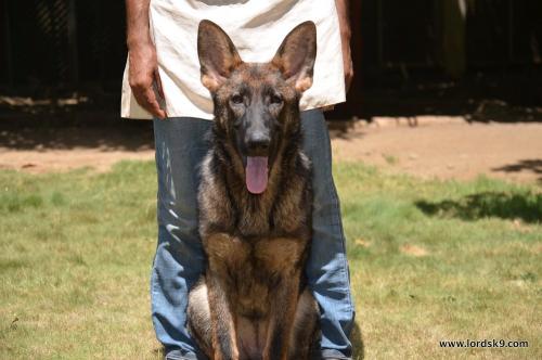 Lords K9 Leela German Shepherd