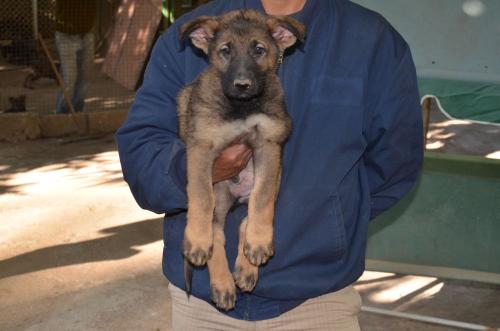 Lords K9 Logan German Shepherd