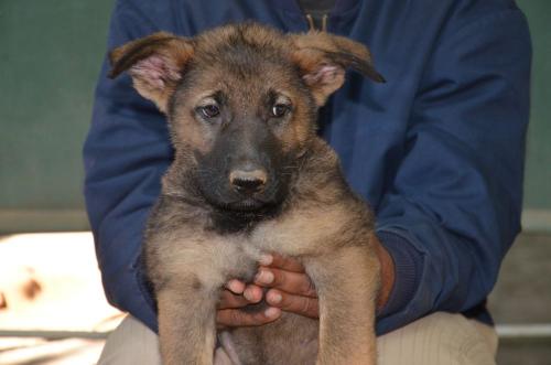 Lords K9 Logan German Shepherd