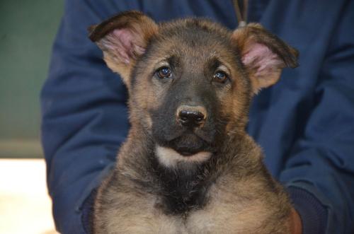 Lords K9 Logan German Shepherd