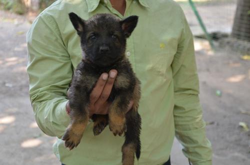 Lords K9 Logan German Shepherd