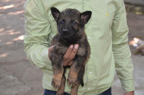 Lords K9 Logan German Shepherd