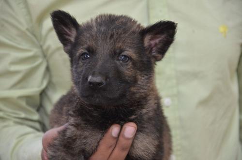 Lords K9 Logan German Shepherd