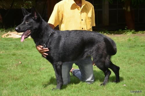 Lords K9 Lola German Shepherd