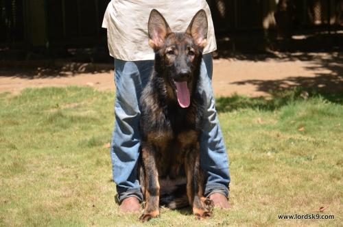 Lords K9 Lucy German Shepherd