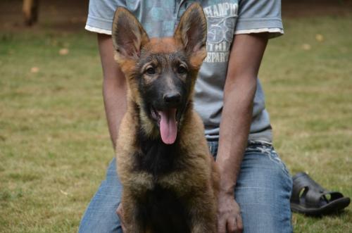 Lords K9 Lucy German Shepherd