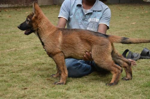 Lords K9 Lucy German Shepherd