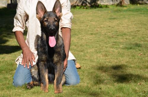 Lords K9 Lucy German Shepherd