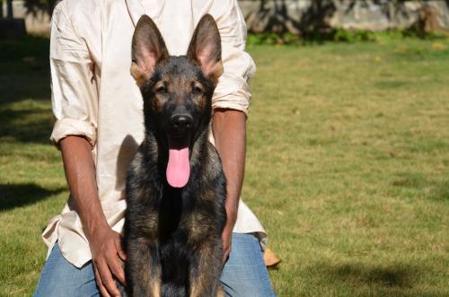 Lords K9 Lucy German Shepherd