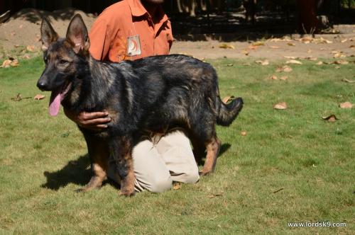 Lords K9 Lucy German Shepherd