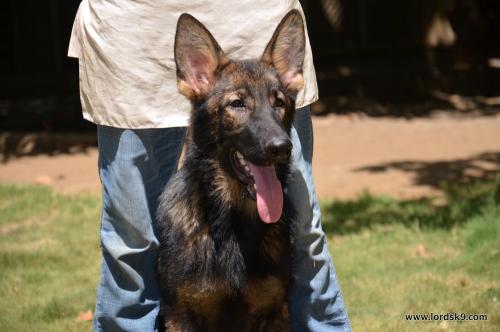 Lords K9 Lucy German Shepherd