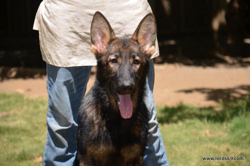 Lords K9 Lucy German Shepherd