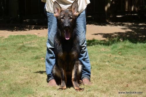 Lords K9 Lucy German Shepherd