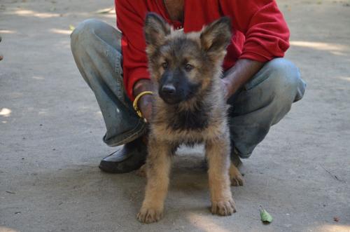 Lords K9 madison German Shepherd