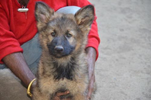 Lords K9 madison German Shepherd