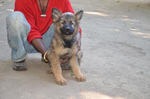 Lords K9 madison German Shepherd