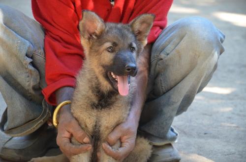 Lords K9 Megan German Shepherd