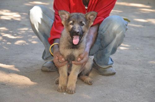 Lords K9 Megan German Shepherd