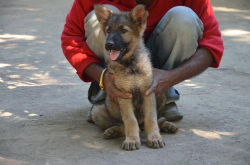 Lords K9 Megan German Shepherd