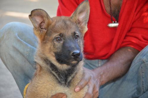 Lords K9 Molly German Shepherd