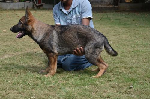 Lords K9 Diva German Shepherd