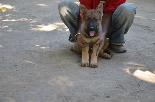 Lords K9 Molly German Shepherd