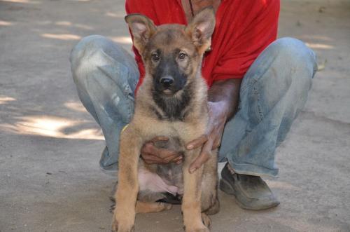 Lords K9 Molly German Shepherd