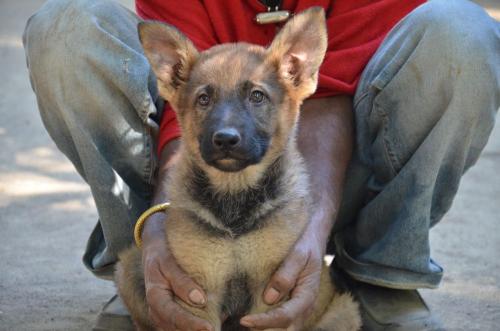 Lords K9 Molly German Shepherd