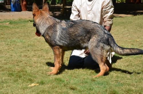 Lords K9 Molly German Shepherd