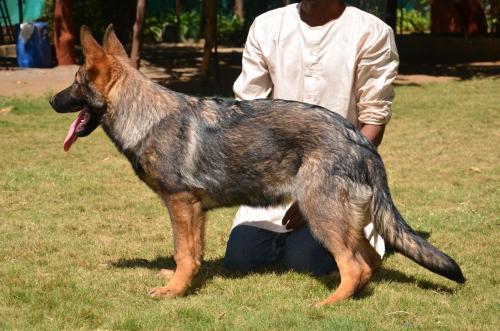 Lords K9 Molly German Shepherd