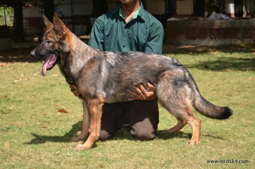 Lords K9 Molly German Shepherd