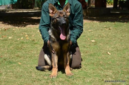 Lords K9 Molly German Shepherd