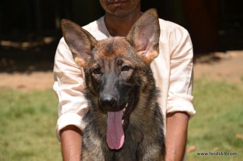 Lords K9 Molly German Shepherd