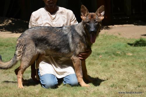 Lords K9 Molly German Shepherd