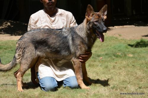 Lords K9 Molly German Shepherd