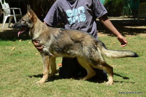 Lords K9 Molly German Shepherd