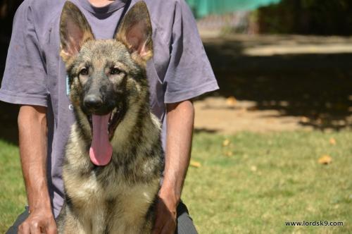 Lords K9 Molly German Shepherd