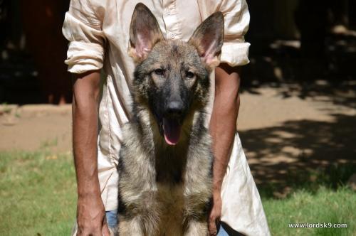 Lords K9 Money German Shepherd