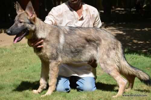 Lords K9 Money German Shepherd