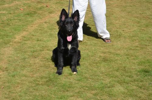 Lords K9 Simbo German Shepherd