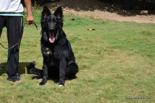 Lords K9 Simbo German Shepherd