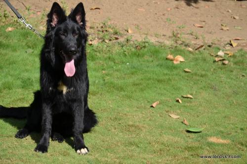 Lords K9 Simbo German Shepherd