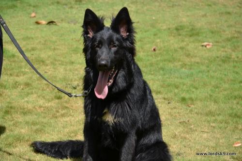 Lords K9 Simbo German Shepherd