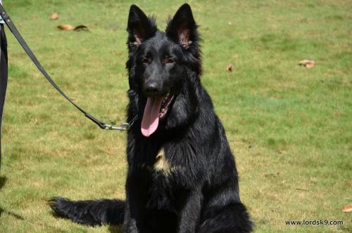 Lords K9 Simbo German Shepherd