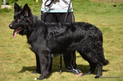 Lords K9 Simbo German Shepherd