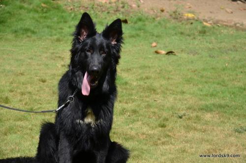 Lords K9 Simbo German Shepherd