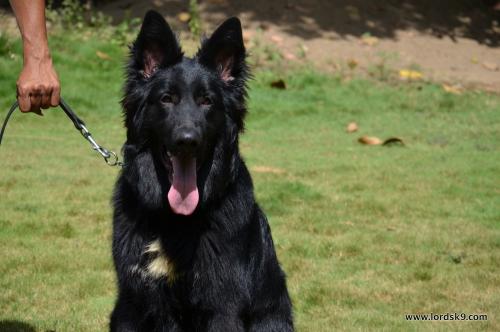 Lords K9 Simbo German Shepherd