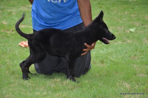 Lords K9 Tasca German Shepherd